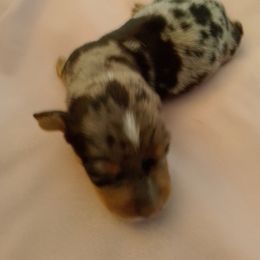 Dapple Dan - Dapple male Dachshund puppy in Cedar Rapids, Iowa from Paulassillydogs