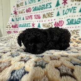 Tanner - Black male Poodle puppy in Pounding  Mill, Virginia from Rosa's Chihuahuas