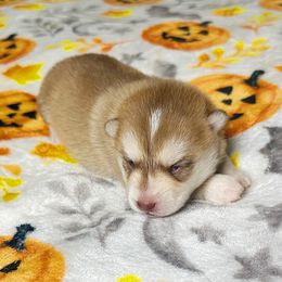 Girl4 - Chocolate female Pomsky puppy in Bolton, Connecticut from Elle Pomsky