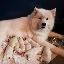 Flurry - Samoyed