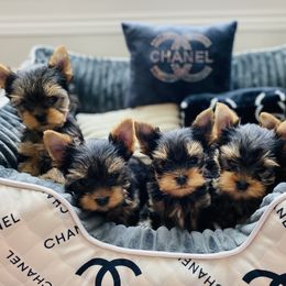Yorkshire Terrier Puppies from Green Mountain Designer Yorkies