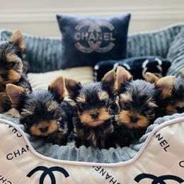 Yorkshire Terrier Puppies from Green Mountain Designer Yorkies