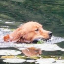 Golden Retrievers from Tammy Tomlinson