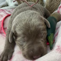 Arrow - Silver female Dilute Retriever puppy in Grants Pass, Oregon from KnR Antler Dogs