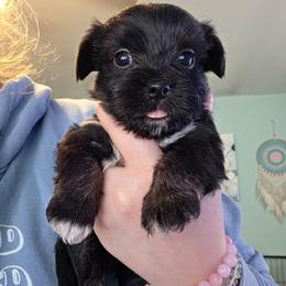 Cypress - male Yorkipoo puppy in West Enfield, Maine from GRIFFEY'S SPA AND KENNEL