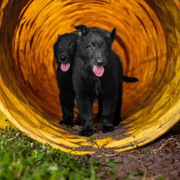 Belgian Sheepdog Puppies from Sans Soleil