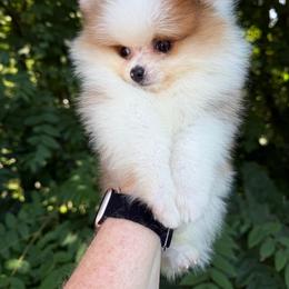 Leo - Orange parti male Pomeranian puppy in Zionville, North Carolina from Shaner Poms
