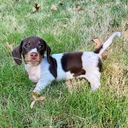 Honey AKC FULL - Piebald female Dachshund puppy in Gentry, Arkansas from Sweet As Pie Doxies