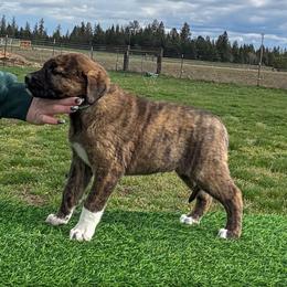 Teal collar - Brindle female Anatolian Shepherd Dog puppy in Spokane, Washington from 4D Cattle Dogs