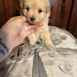 Cinderella (red) - Cream female Pomeranian puppy in Decatur, Iowa from Lisa Greenhalgh