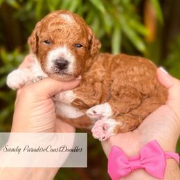 TOY Sandy - Red  female Goldendoodle puppy in North Port, Florida from Paradise Coast Doodles