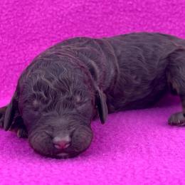Cookie - Phantom female Poodle puppy in Overbrook, Kansas from Hidden Springs Poodles LLC