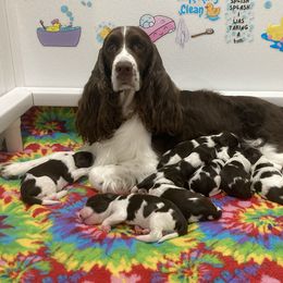 English Springer Spaniel Puppies from Epoch English Springer Spaniels
