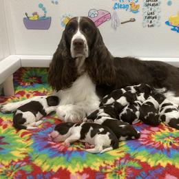 English Springer Spaniel Puppies from Epoch English Springer Spaniels