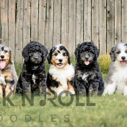 Assorted Doodle Crosses and Bernedoodle Puppies from Rock N Roll Doodles