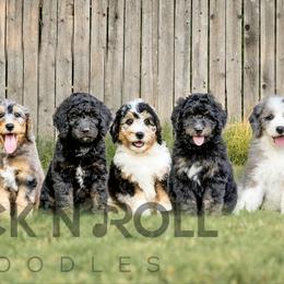 Assorted Doodle Crosses and Bernedoodle Puppies from Rock N Roll Doodles