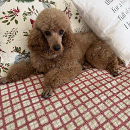 Luna - Poodle