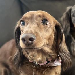 Dachshunds from Triangle B Doxie Ranch
