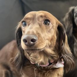 Dachshunds from Triangle B Doxie Ranch