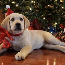 Labrador Retriever Puppies from Kingridge Kennels