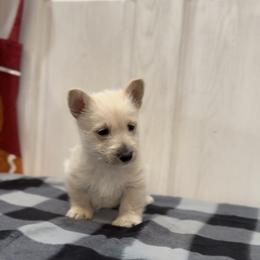 Wheaten Girl - Pick 1 - Wheaten female Scottish Terrier puppy in Wellston, Ohio from White Apple Kennel
