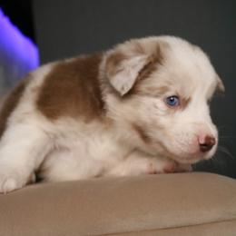 Australian Shepherd Puppies from Kiki's Aussies