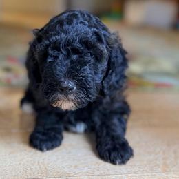 Reef - Sable male Goldendoodle puppy in Pollock Pines, California from Penny Lane’s Doodles