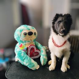 Sawyer - Black and white male Shetland Sheepdog puppy in Albany, New York from K&A Little Wonder's