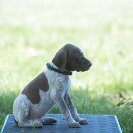 German Shorthaired Pointer and Vizsla Puppies from Nosam Kennels