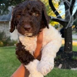 Labradoodle Puppies from Lovely Labradoodles
