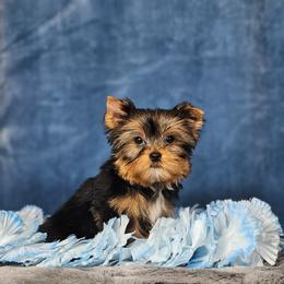 Legend - Black and gold male Yorkshire Terrier puppy in Polk City, Florida from Yorkies by Casey