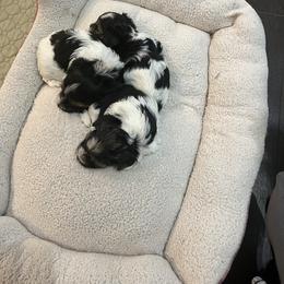 Biewer Terrier and Yorkshire Terrier Puppies from Judy McCallum