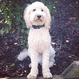 Wilbur - Goldendoodle