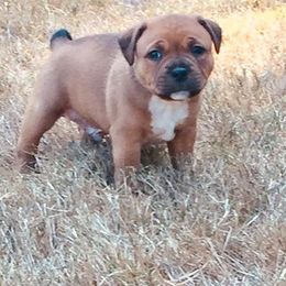 Staffordshire Bull Terrier Puppies from Shortyrock Staffordshire Bull Terriers