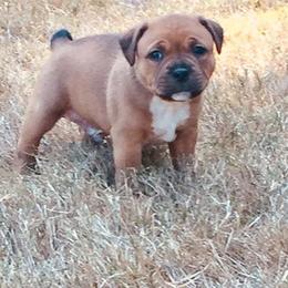 Staffordshire Bull Terrier Puppies from Shortyrock Staffordshire Bull Terriers