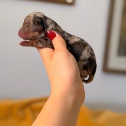 STELLA - Dapple female Dachshund puppy in Calexico, California from The house of Dachshund