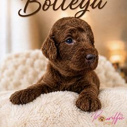 Goldendoodle, Maltipoo, and Poodle Puppies from Pawriffic Pups