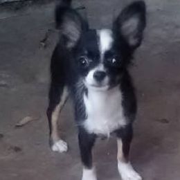Chihuahuas from Rambling Starz Kennels