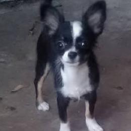Chihuahuas from Rambling Starz Kennels