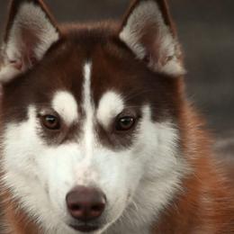 Ember - Siberian Husky