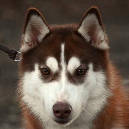 Ember - Siberian Husky