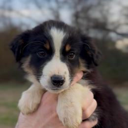 Bennett - Boy 1 - Black tri male Miniature Australian Shepherd puppy in Murfreesboro, Tennessee from Norby's Mini Aussies