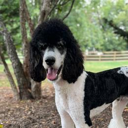 Romeo - Poodle