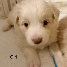 PEARL - Gold merle female Border Collie puppy in Lakeview, Michigan from Haven Creek Farm