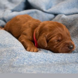 April - Red Australian Labradoodle puppy in Chelsea, Michigan from Michigan Labradoodles