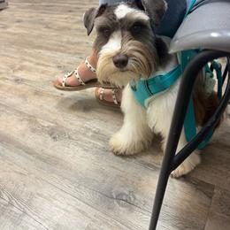 Louie - Miniature Schnauzer
