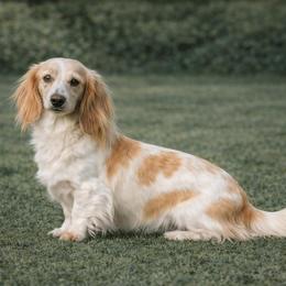 Elaine - Dachshund