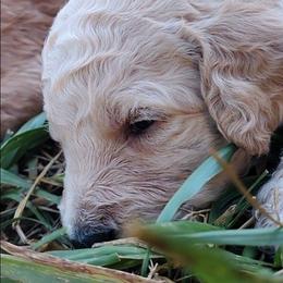 Purple collar - Cream female Goldendoodle puppy in Willow Springs, Missouri from Todd Family Homestead