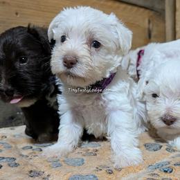 AKC white girl 1 (dark purple collar) - White female Miniature Schnauzer puppy in Greencastle, Indiana from Tiny Tushy Lodge