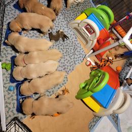 Golden Retriever Puppies from JK Goldens